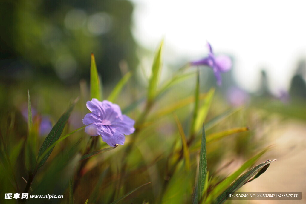路边绽放的紫色小花