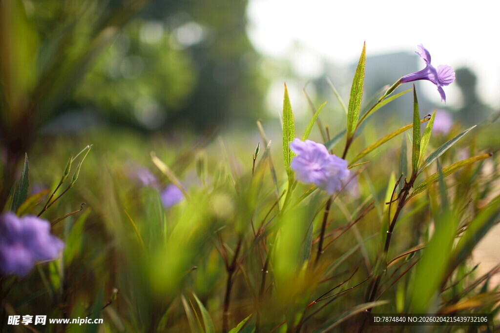 草丛中的紫色小花