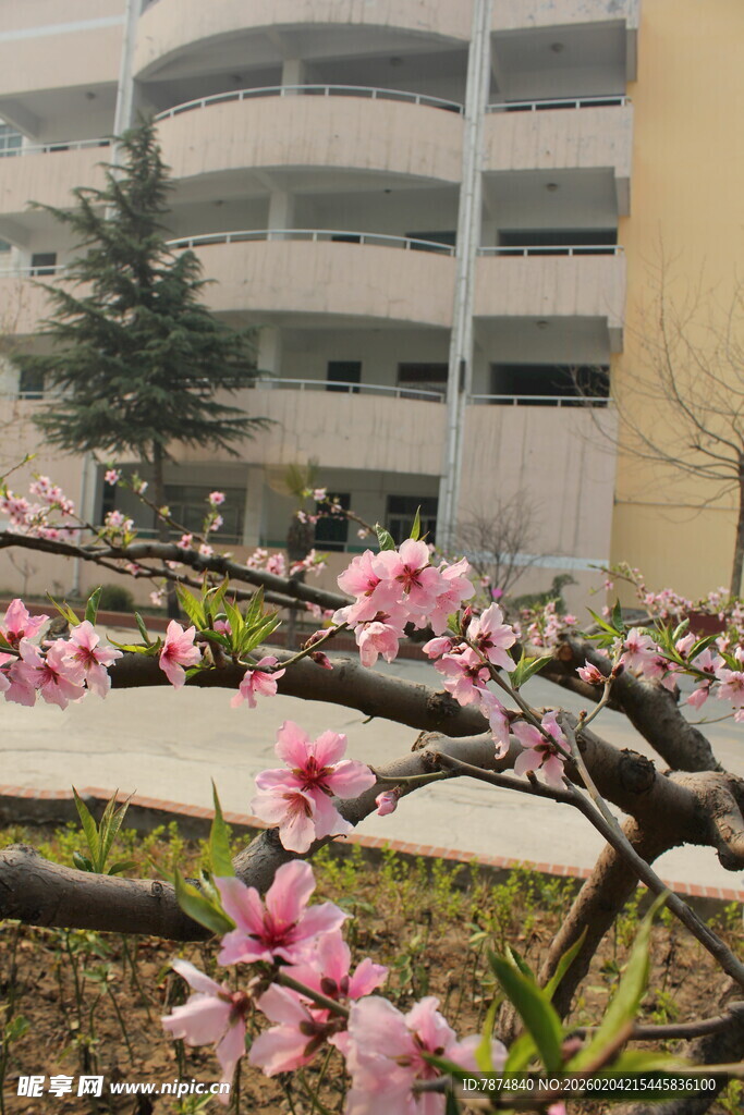 春日校园绽放的粉嫩桃花