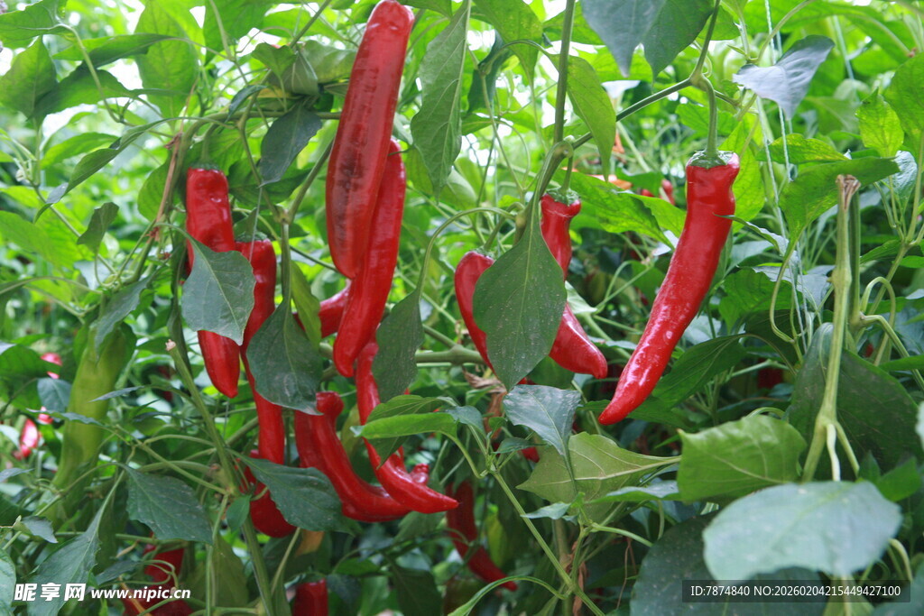 枝头红辣椒 绿意相伴