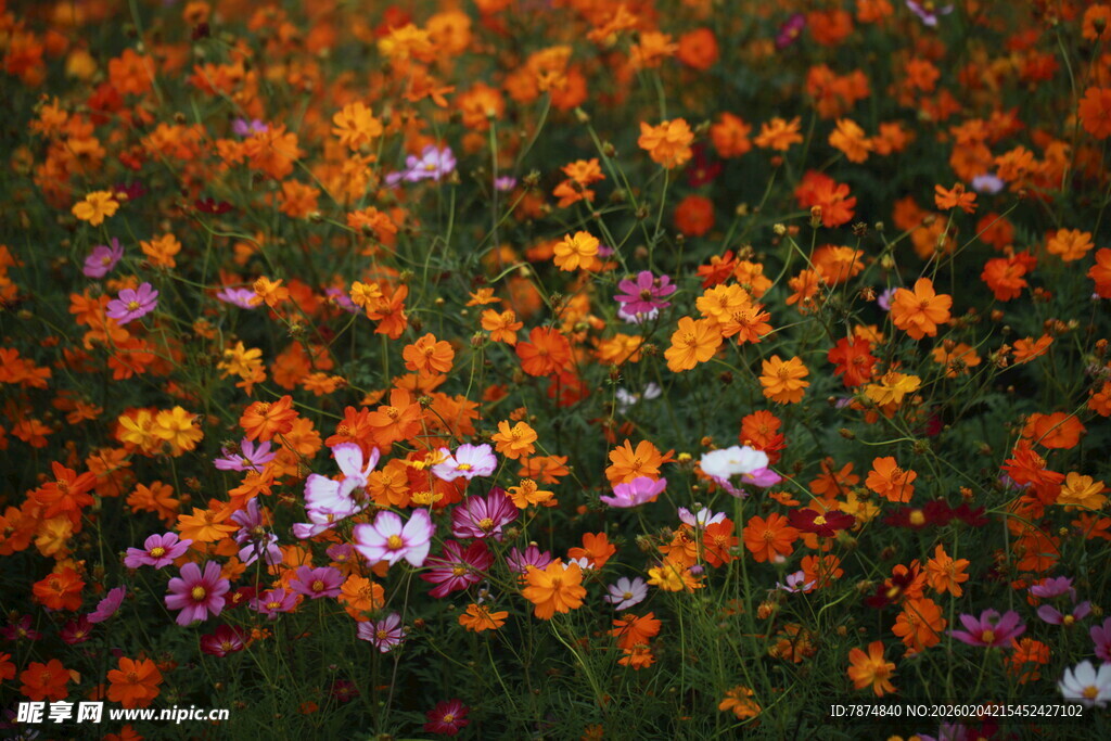 多彩花卉绽放的美丽景致