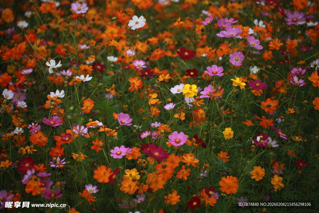多彩花卉绽放的美丽图景