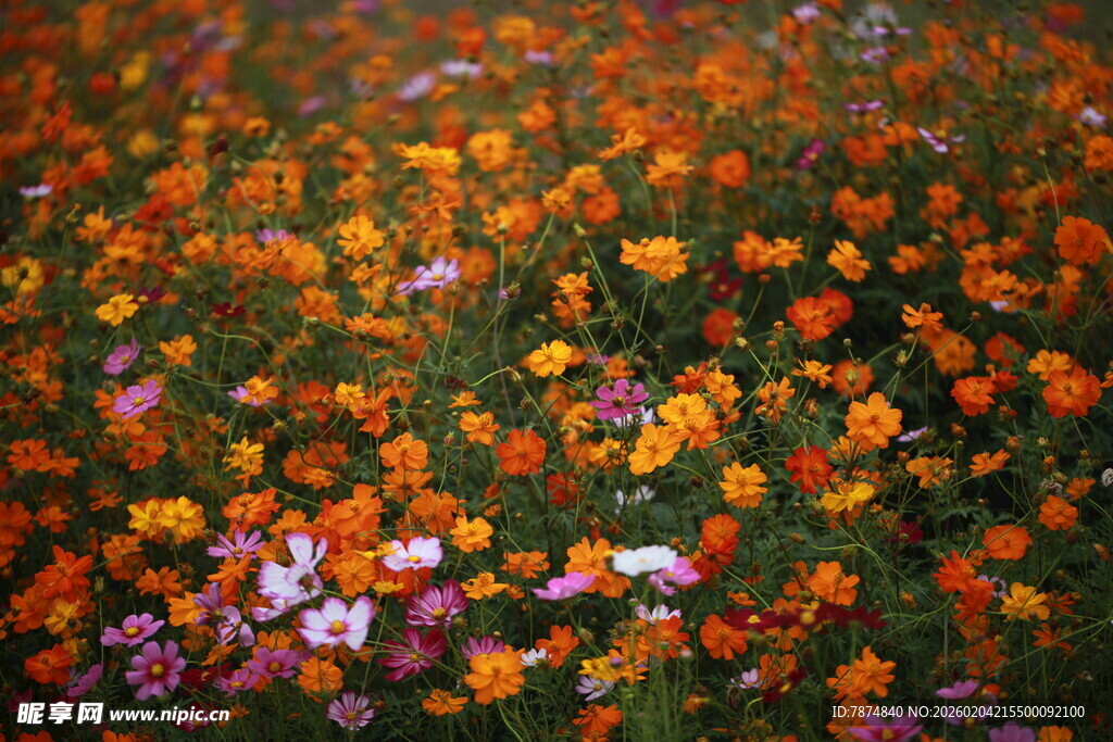 缤纷花海绽放绚丽色彩