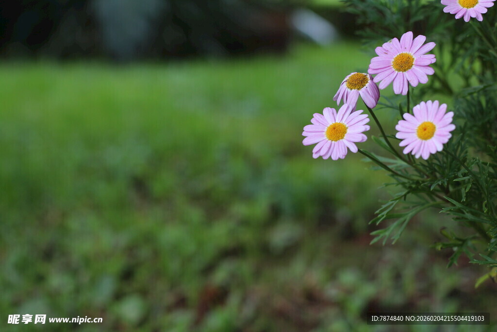 清新雏菊绽放于绿野