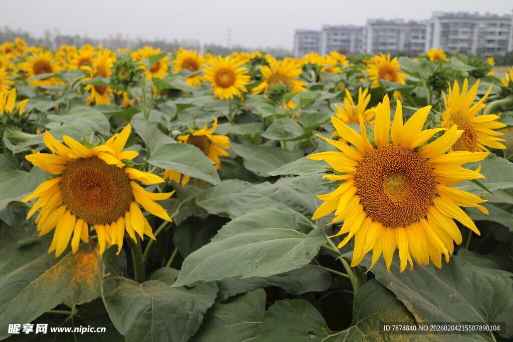 向日葵花海绽放的美丽