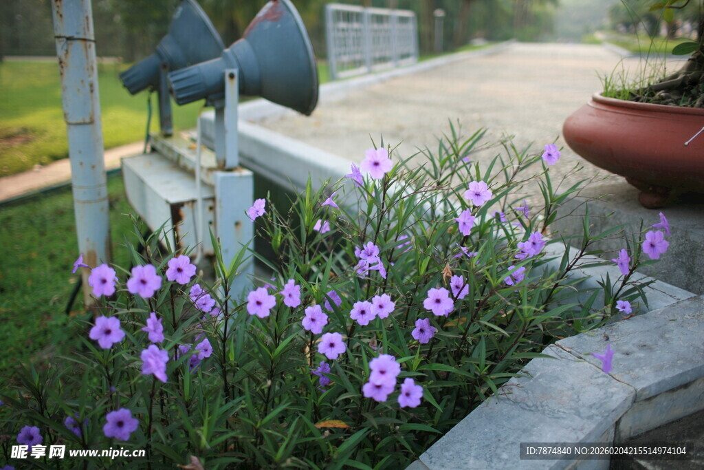 路边绽放的紫色小花