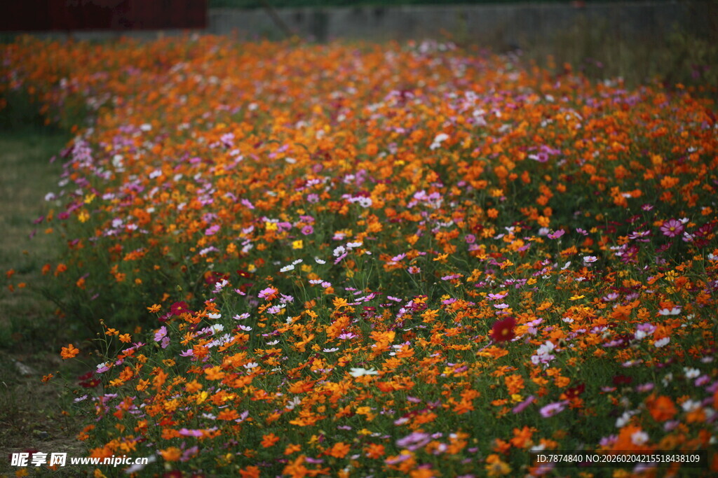 多彩花海绽放迷人风光