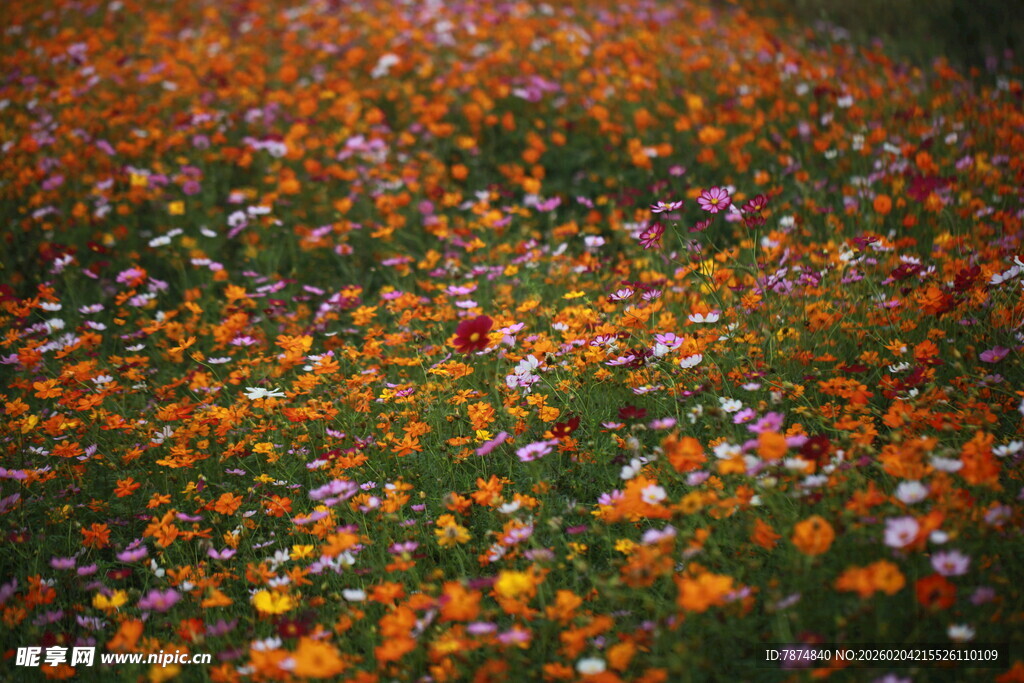 缤纷花海 绽放自然之美