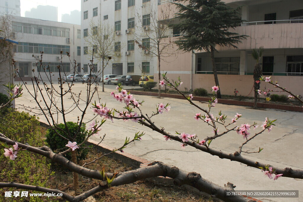 校园中绽放的粉嫩花枝