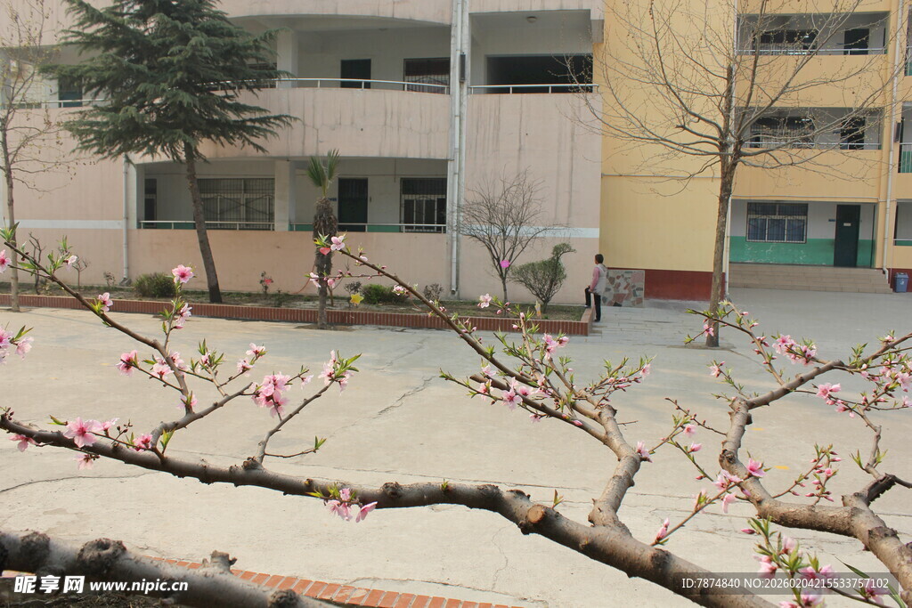 校园春景 枝头繁花初绽