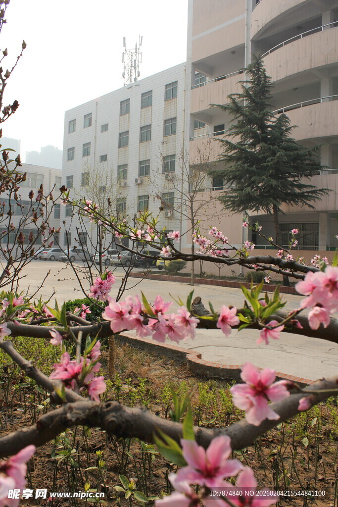 校园春日繁花绽放