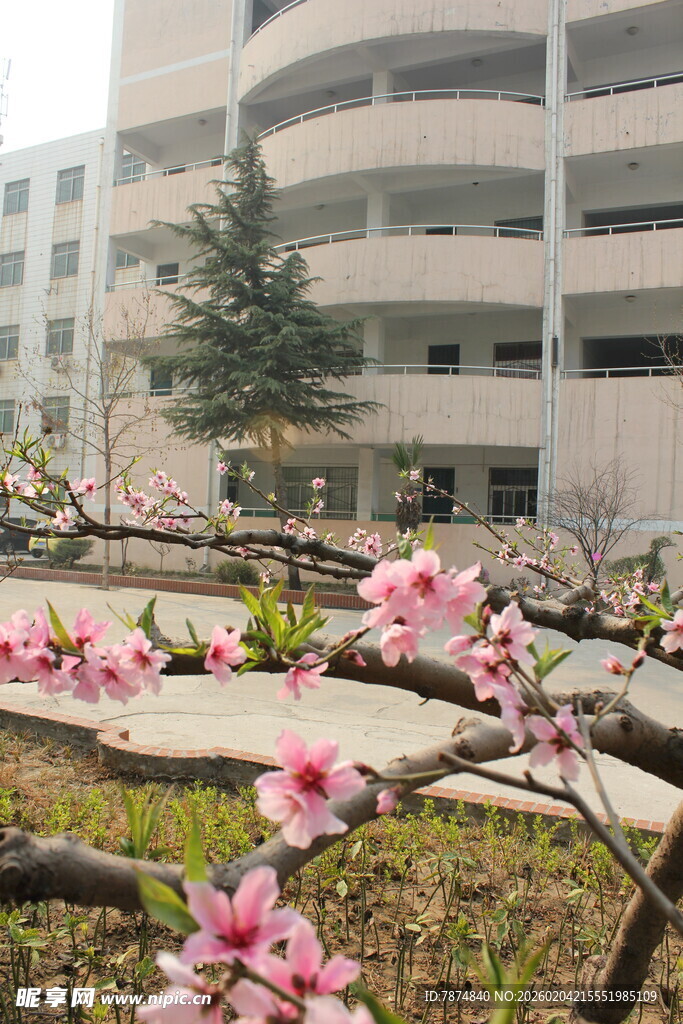 校园繁花绽放美景