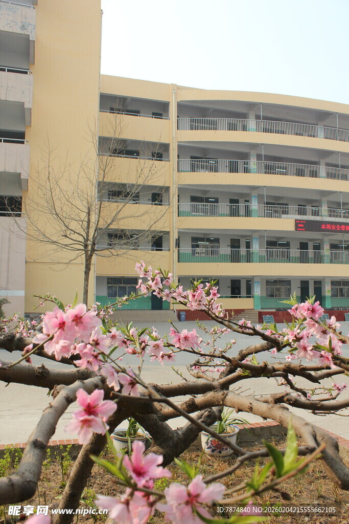 校园春花绽放美景