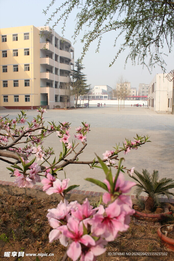 校园绽放的粉嫩桃花