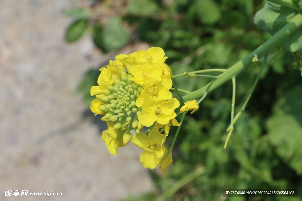 黄色绽放的美丽油菜花