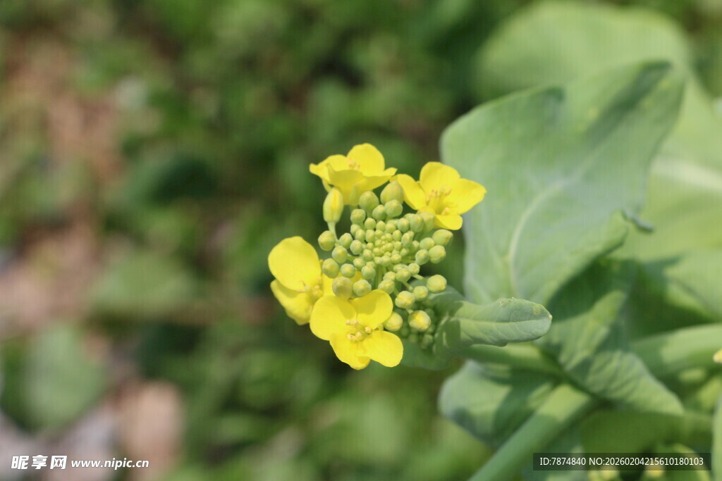 黄色小花绽放于绿叶间