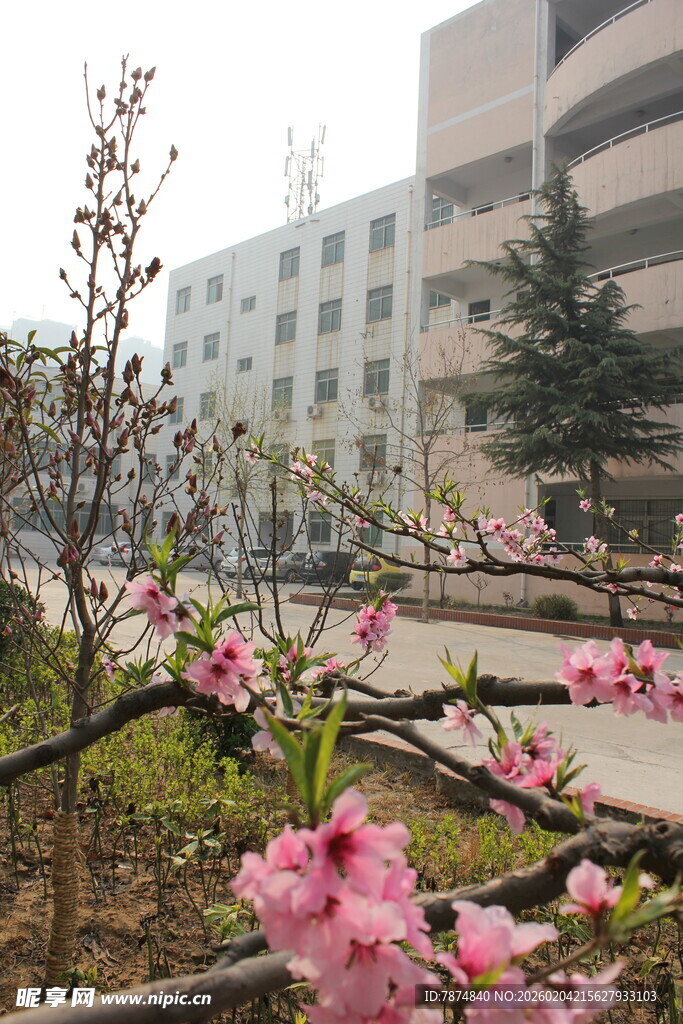 校园春日繁花绽放