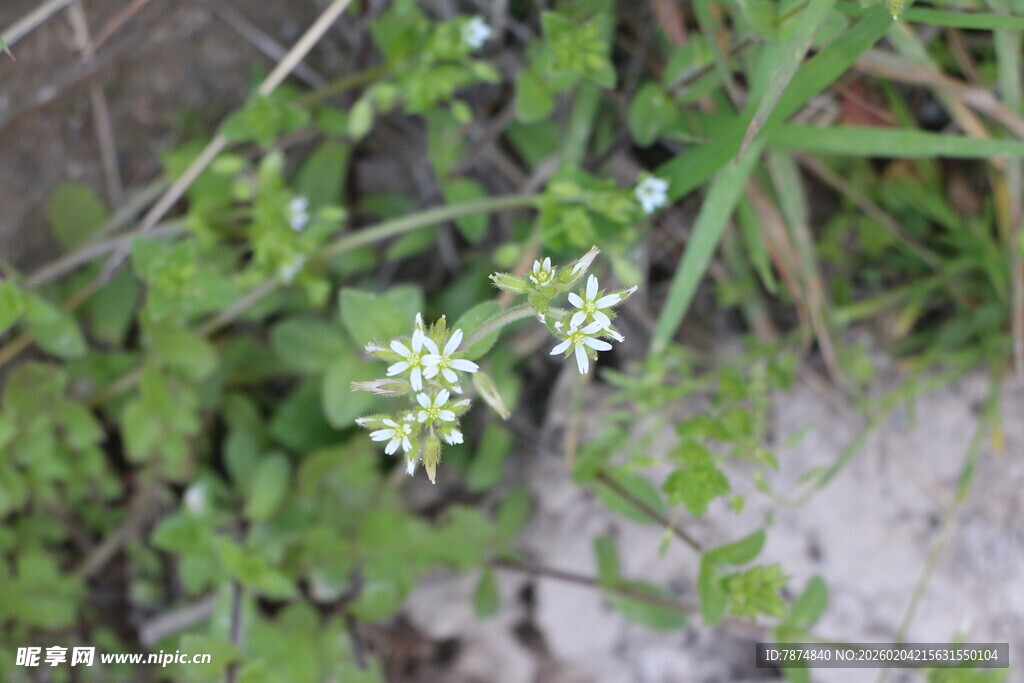 野外白色小花特写