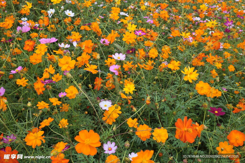 多彩格桑花绽放的花田