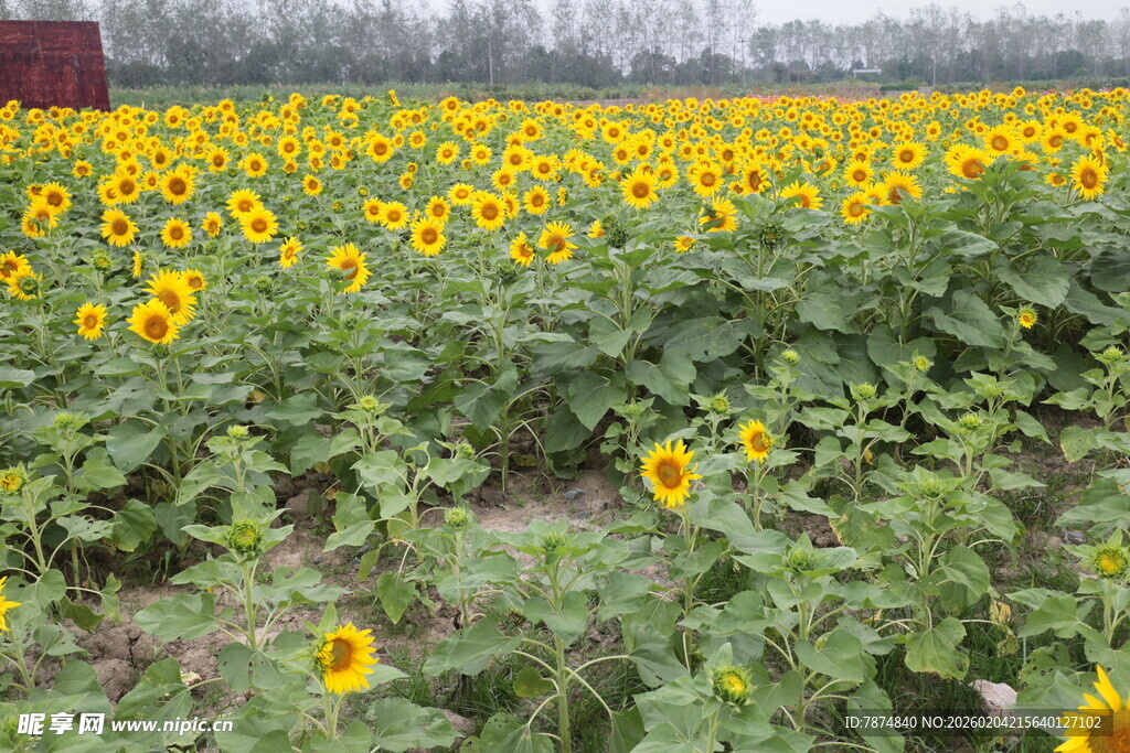 向日葵花海田园美景