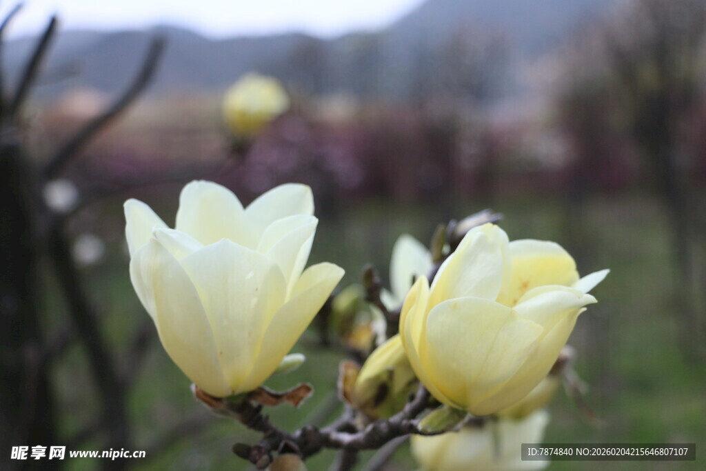 玉兰花绽放枝头