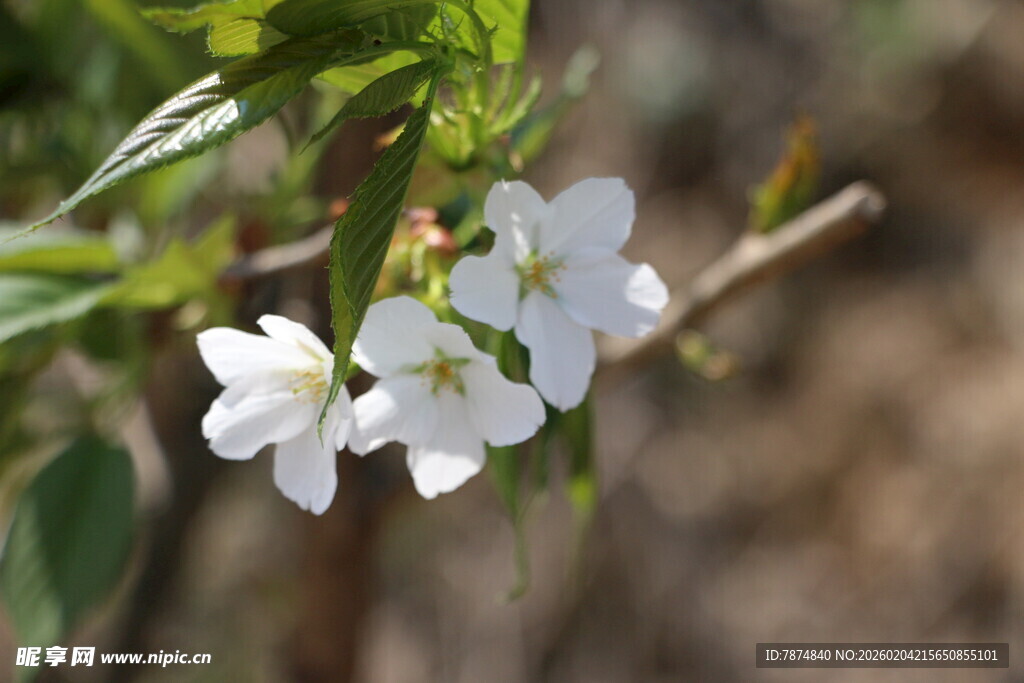 枝头绽放的洁白小花