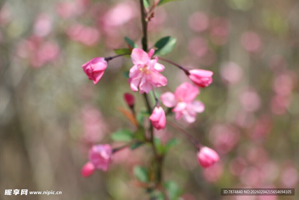粉色娇俏垂丝海棠花