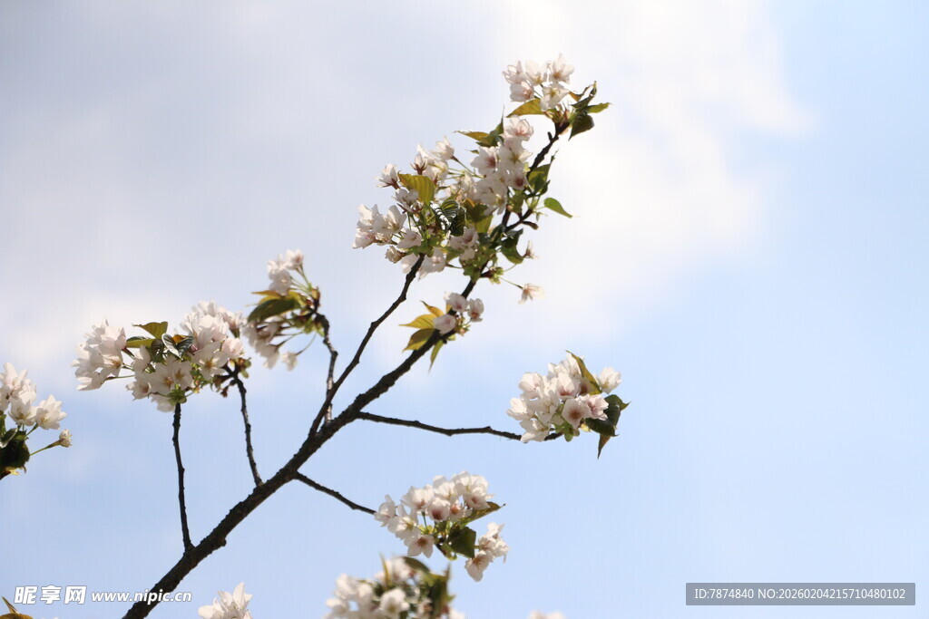 枝头绽放的洁白花朵