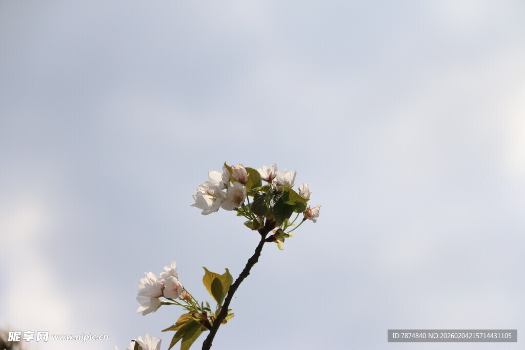 枝头绽放的洁白花朵