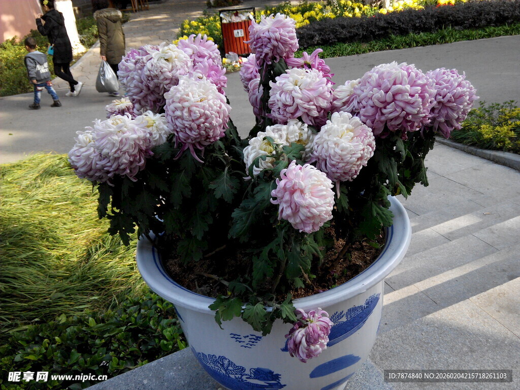 花盆中的美丽多彩菊花
