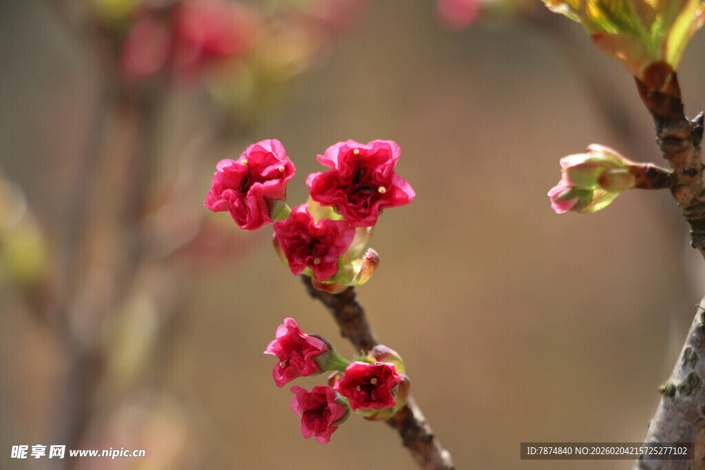 枝头绽放的娇艳红花朵