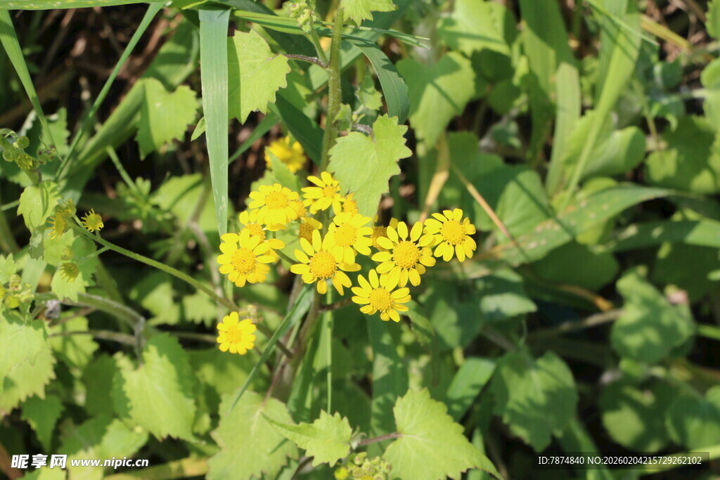 黄色小花绽放绿叶间