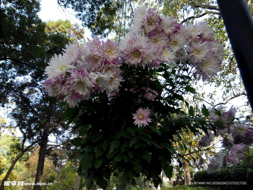 繁花满树的美丽景致