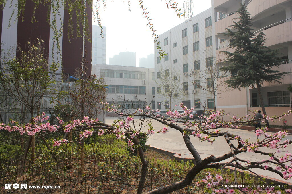 校园春日繁花绽放景致