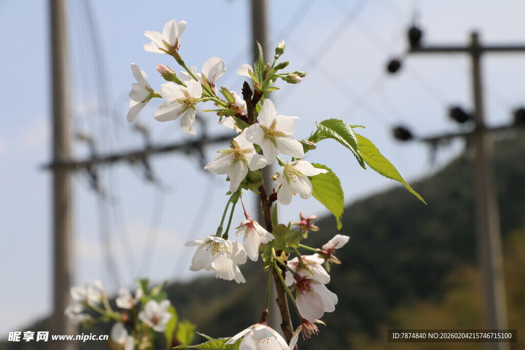 枝头绽放的洁白花朵