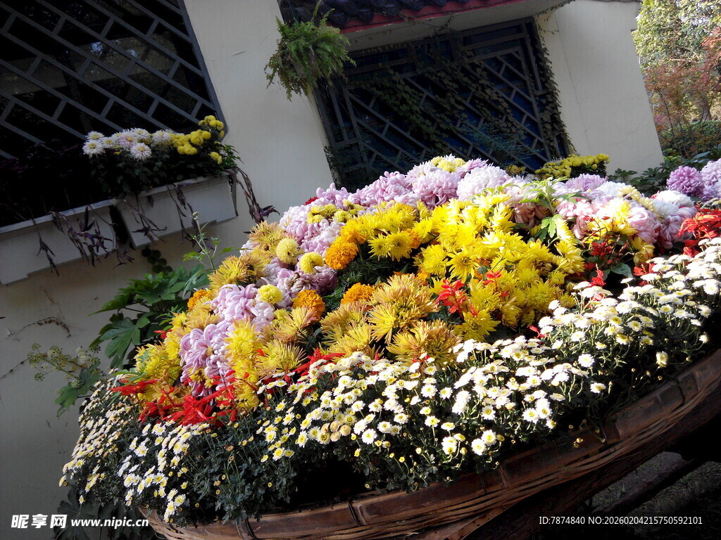 多彩花卉装点户外花箱