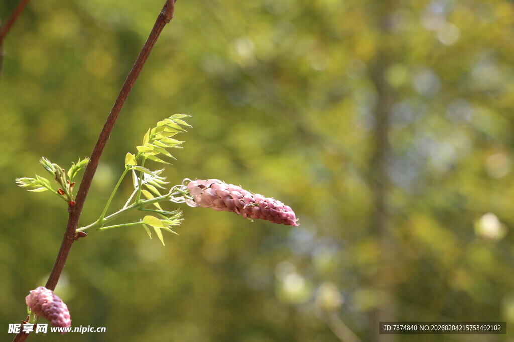 枝头绽放的柔美花絮