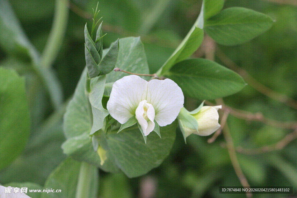 白色豌豆花特写