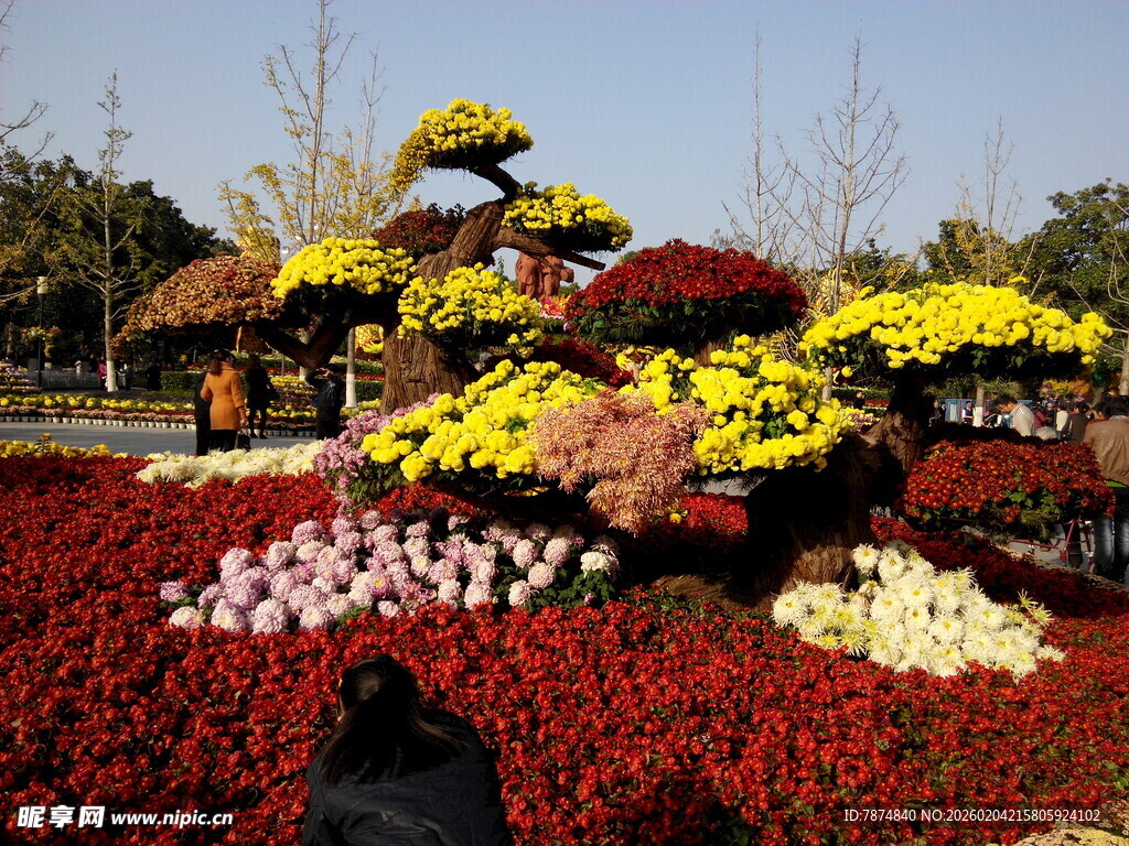 秋日花坛菊花景观