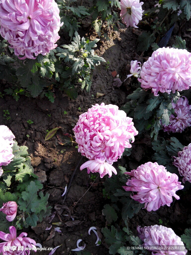 粉色菊花绽放于绿叶间