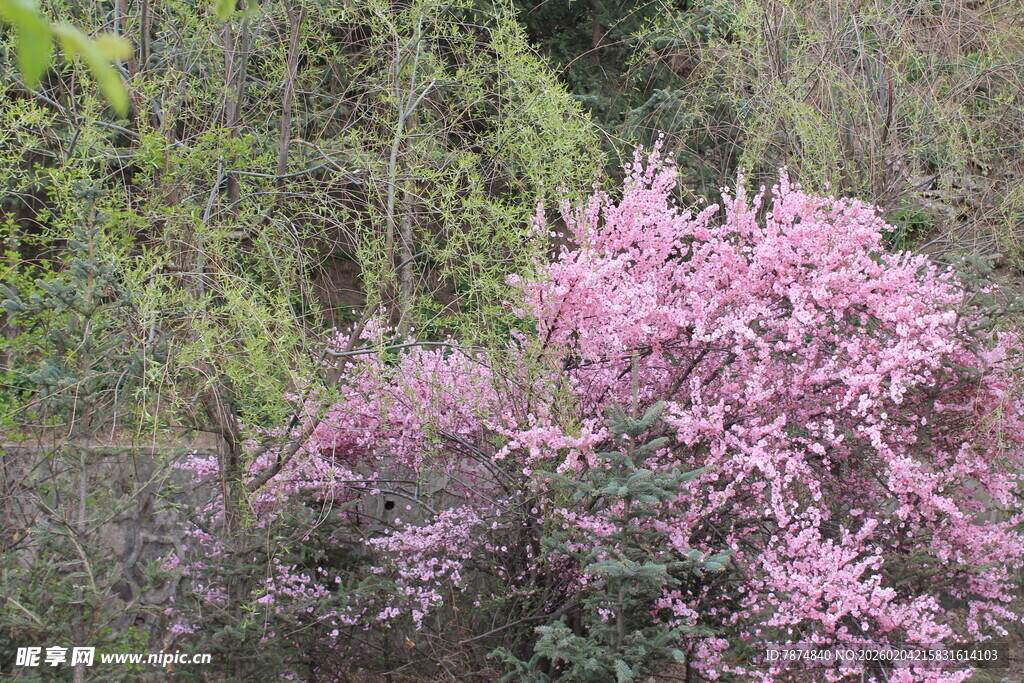 粉色花卉绽放于林间