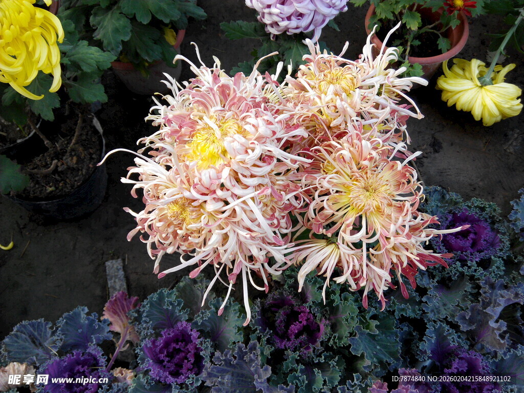 多彩菊花绽放美丽瞬间