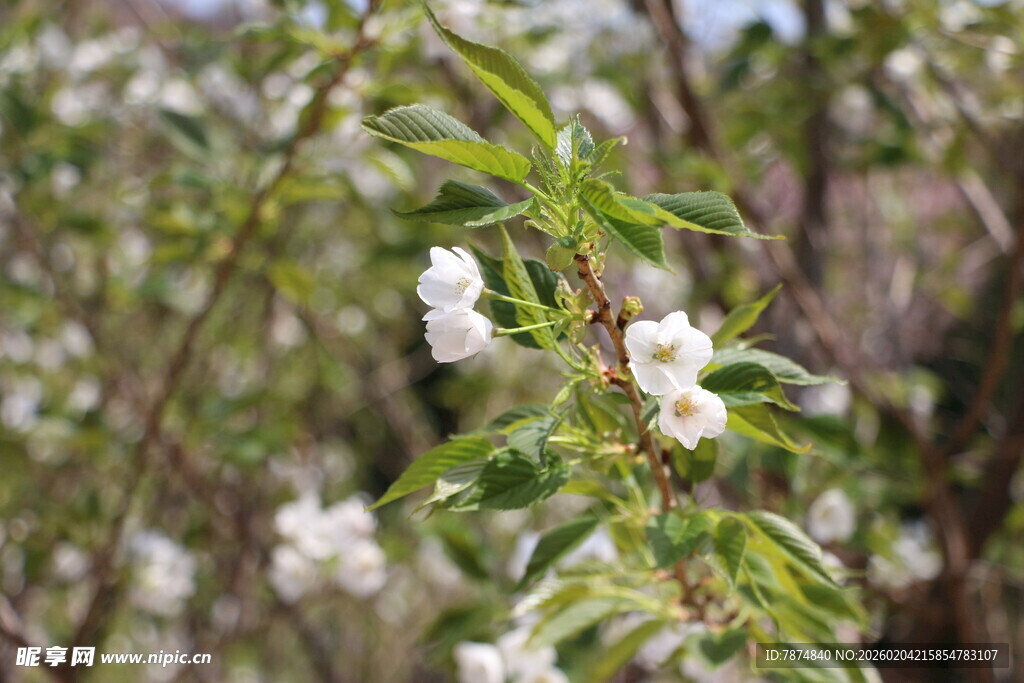 枝头绽放的白色小花