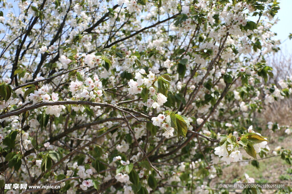 枝头繁花绽放的美丽瞬间