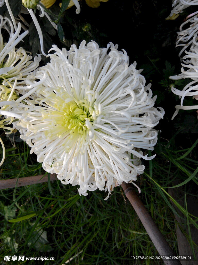 白色丝状菊花特写