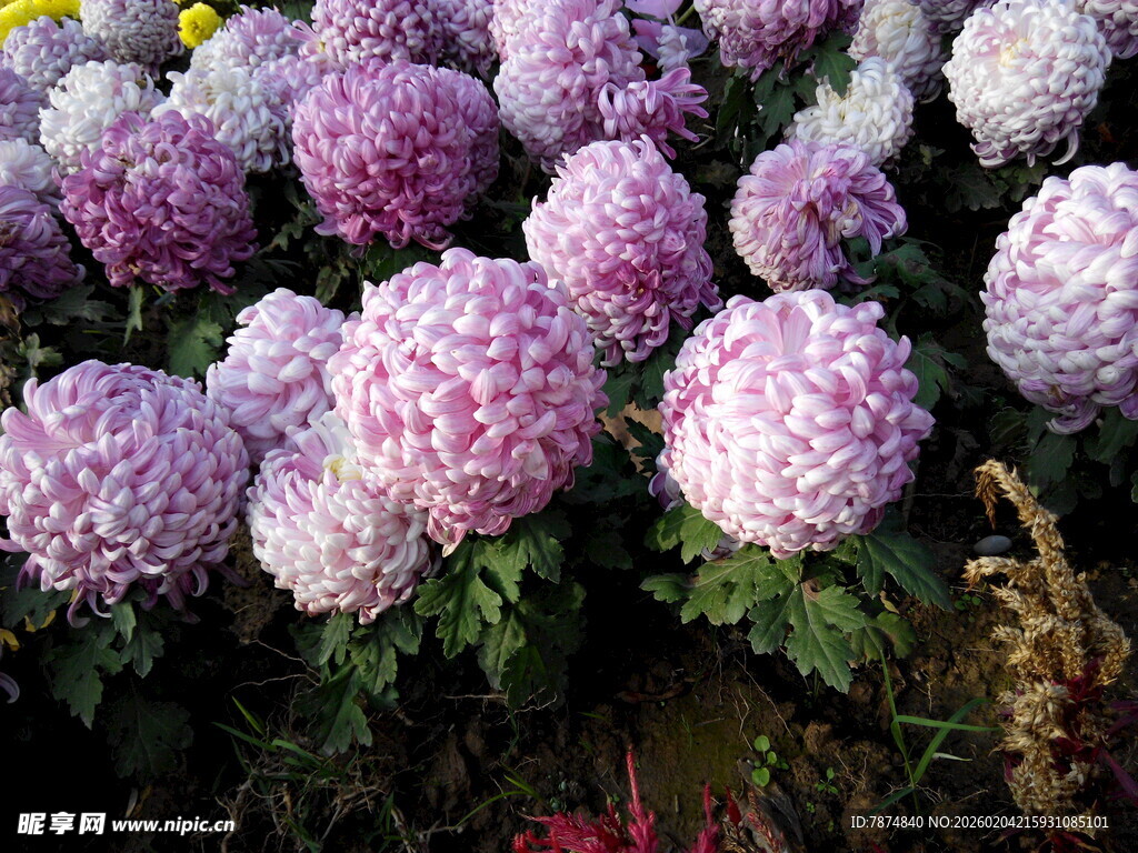 缤纷绣球花绽放