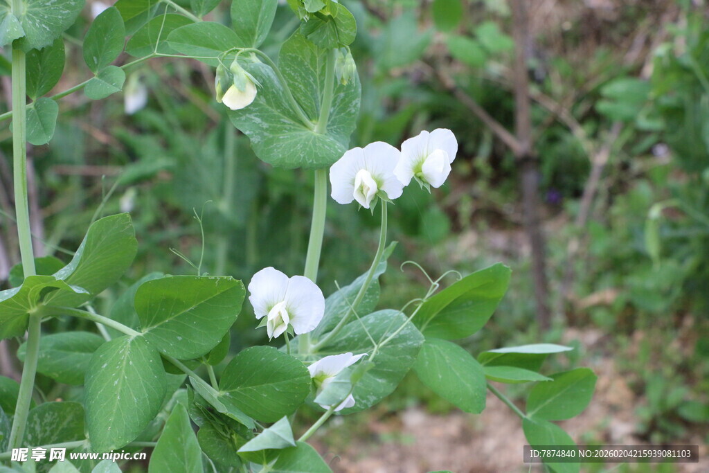 白色豌豆花绽放于绿叶间