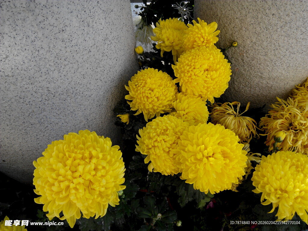 黄色菊花簇拥绽放