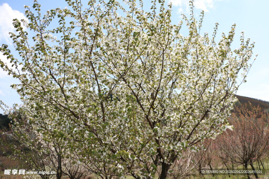 盛开的繁花树木
