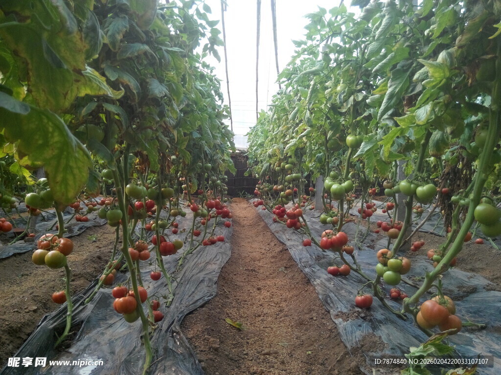 番茄种植园的丰收景象